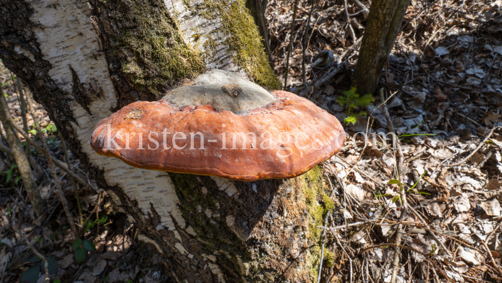 Birkenporling auf einem Birkenstamm by kristen-images.com