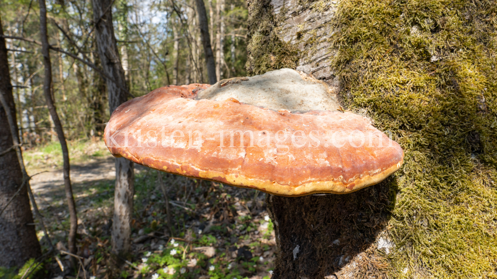 Birkenporling auf einem Birkenstamm by kristen-images.com