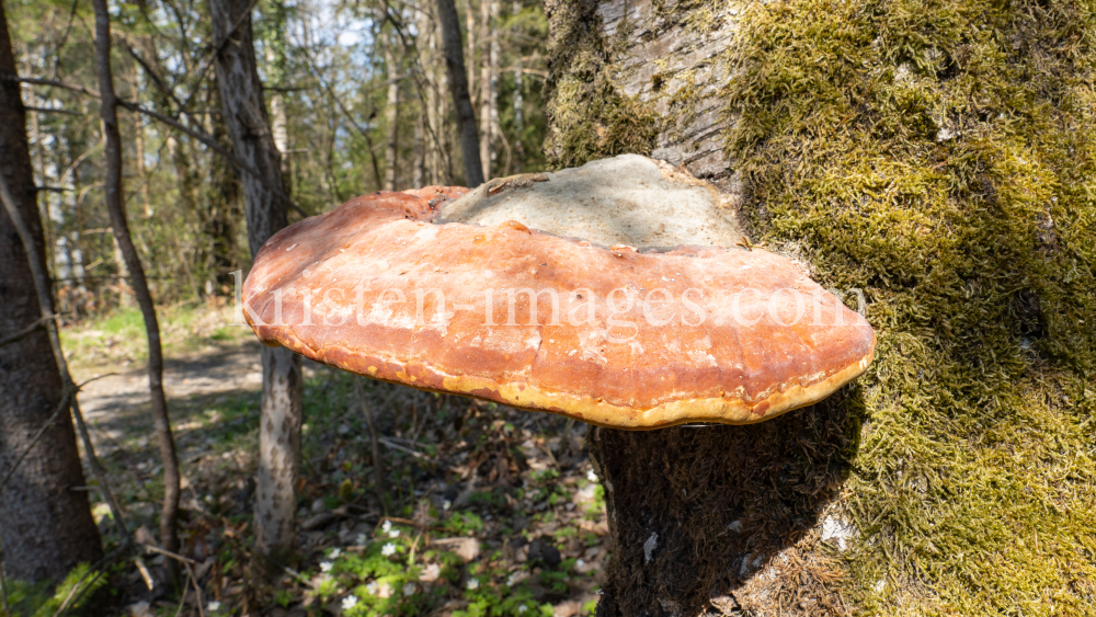 Birkenporling auf einem Birkenstamm by kristen-images.com