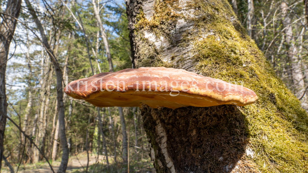 Birkenporling auf einem Birkenstamm by kristen-images.com