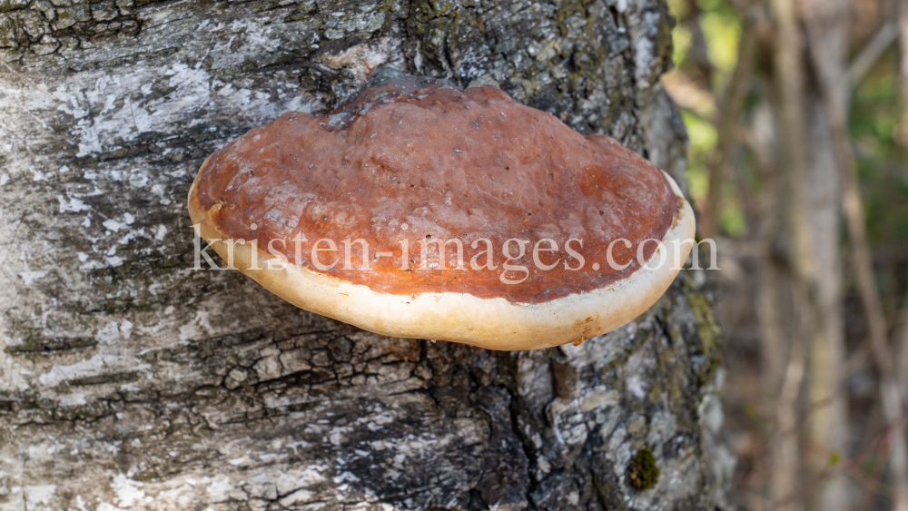 Birkenporling auf einem Birkenstamm by kristen-images.com