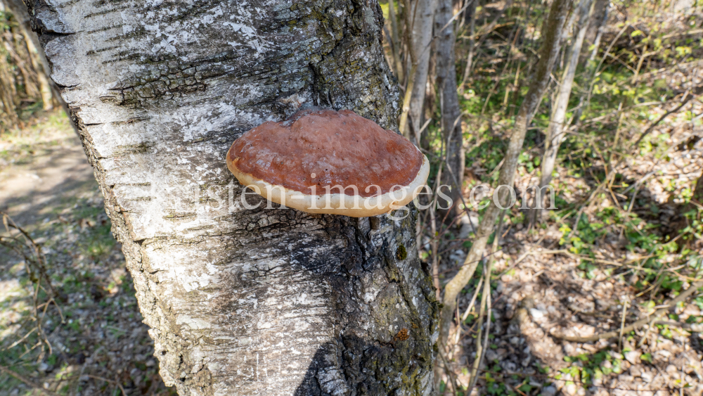 Birkenporling auf einem Birkenstamm by kristen-images.com