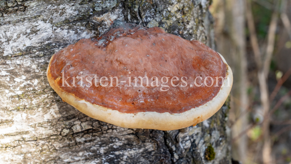 Birkenporling auf einem Birkenstamm by kristen-images.com