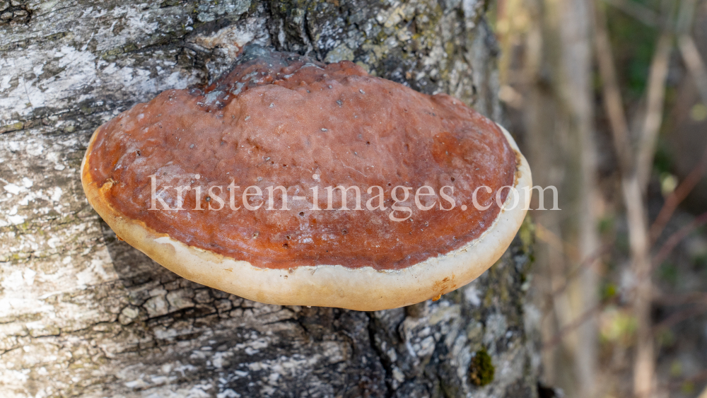 Birkenporling auf einem Birkenstamm by kristen-images.com