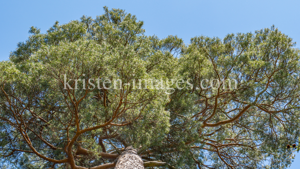 Kiefer, Föhre / Innsbruck, Tirol, Österreich by kristen-images.com