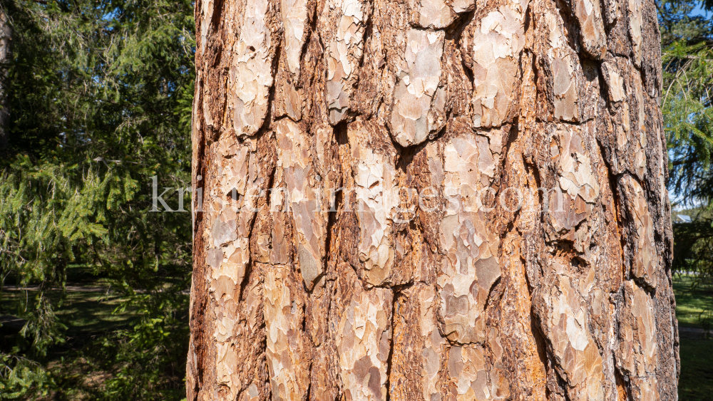 Kiefer, Föhre / Innsbruck, Tirol, Österreich by kristen-images.com