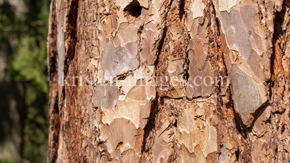 Kiefer, Föhre / Innsbruck, Tirol, Österreich by kristen-images.com