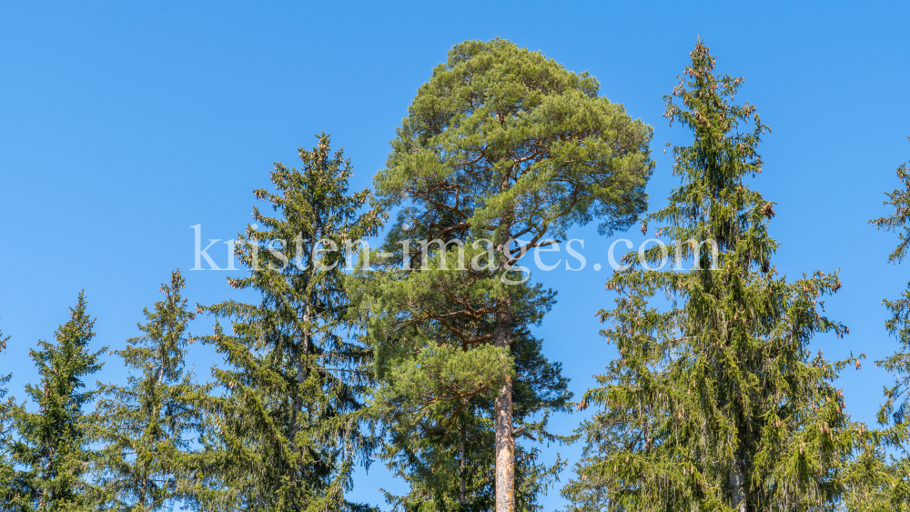 Kiefer, Föhre / Innsbruck, Tirol, Österreich by kristen-images.com