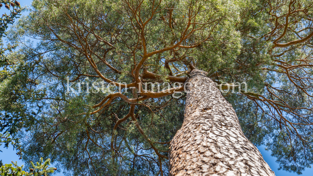 Kiefer, Föhre / Innsbruck, Tirol, Österreich by kristen-images.com