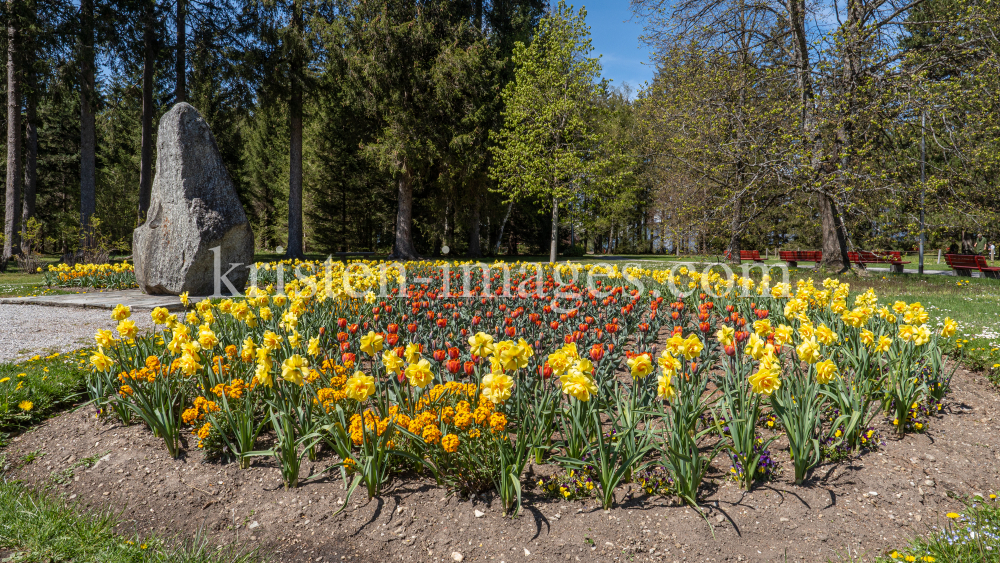 Tulpen / Innsbruck, Tirol, Österreich by kristen-images.com