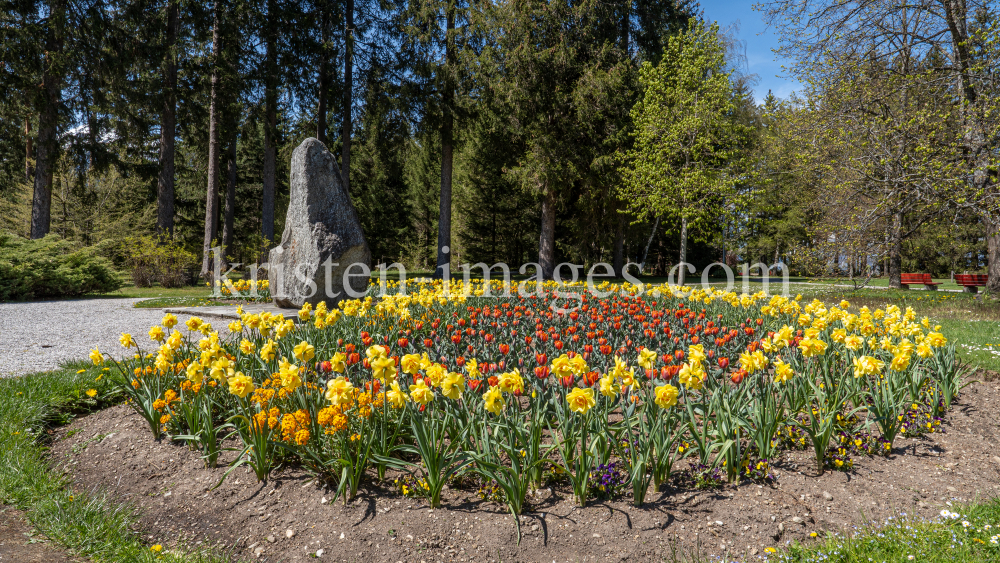 Tulpen / Innsbruck, Tirol, Österreich by kristen-images.com