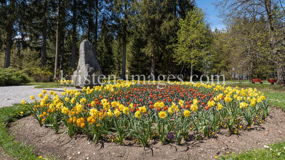 Tulpen / Innsbruck, Tirol, Österreich by kristen-images.com