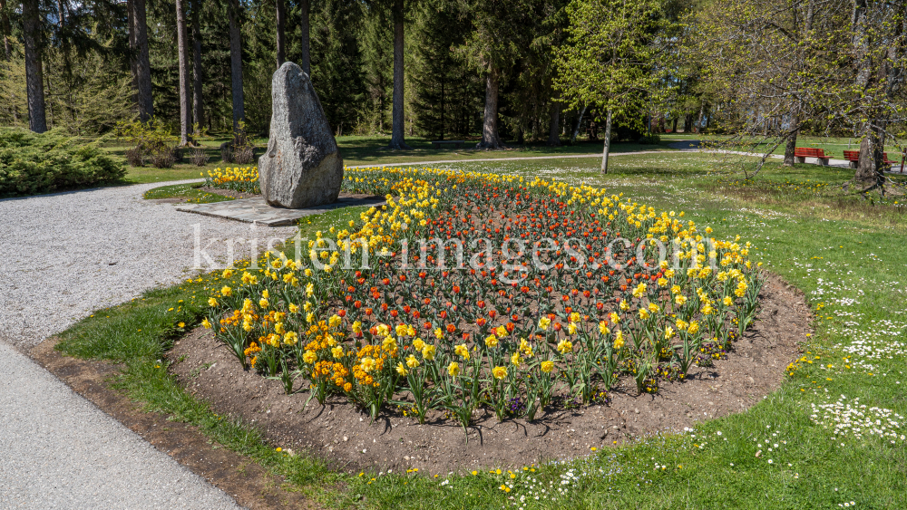 Tulpen / Innsbruck, Tirol, Österreich by kristen-images.com