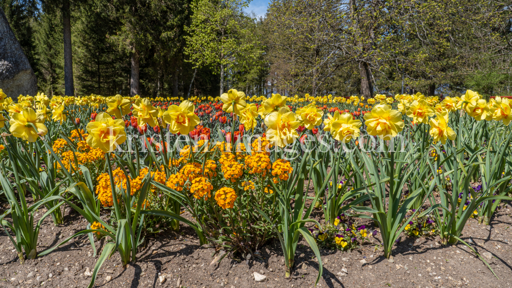 Tulpen / Innsbruck, Tirol, Österreich by kristen-images.com