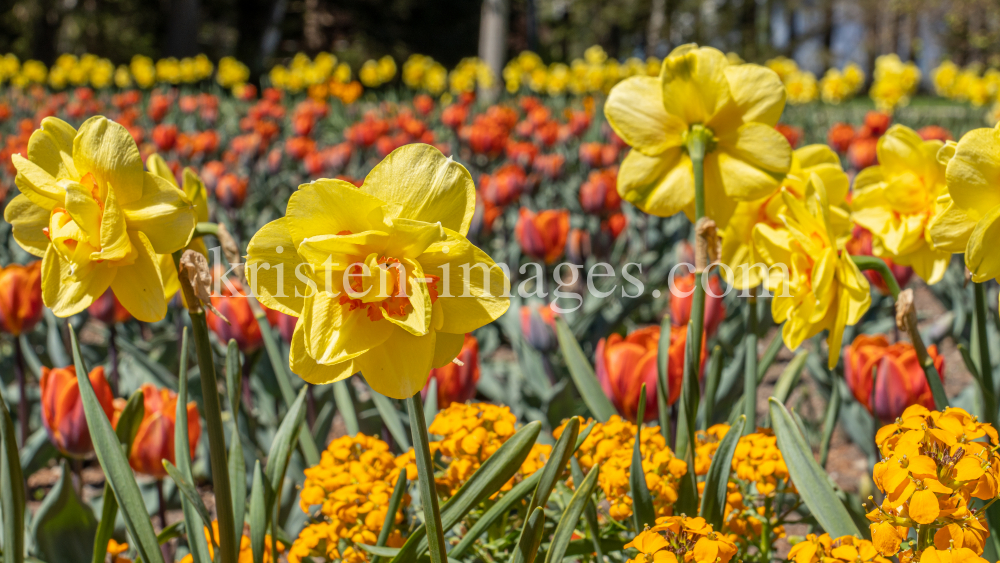 Tulpen / Innsbruck, Tirol, Österreich by kristen-images.com