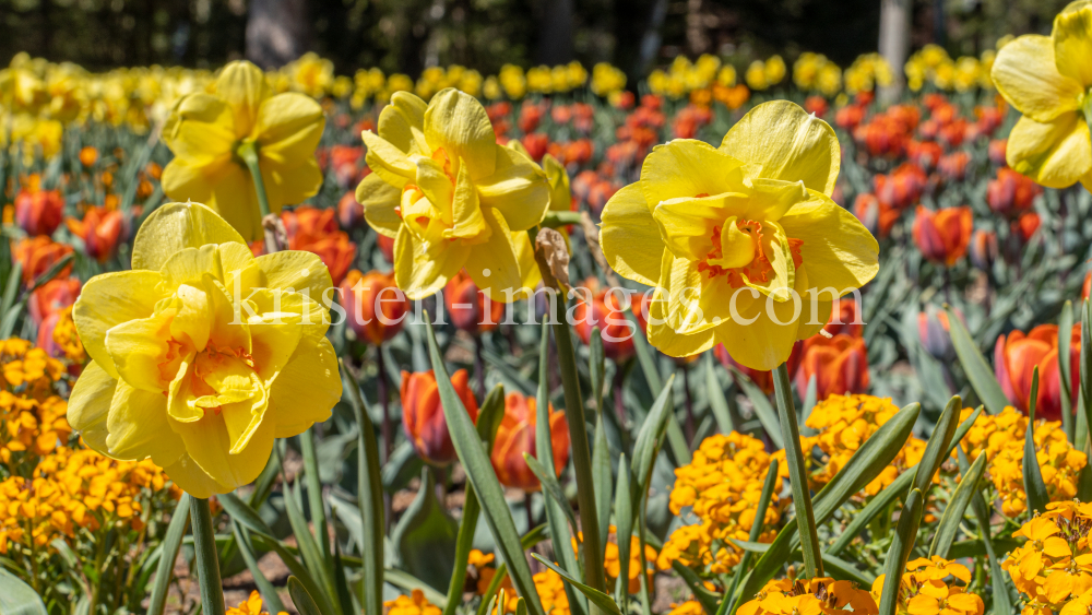 Tulpen / Innsbruck, Tirol, Österreich by kristen-images.com