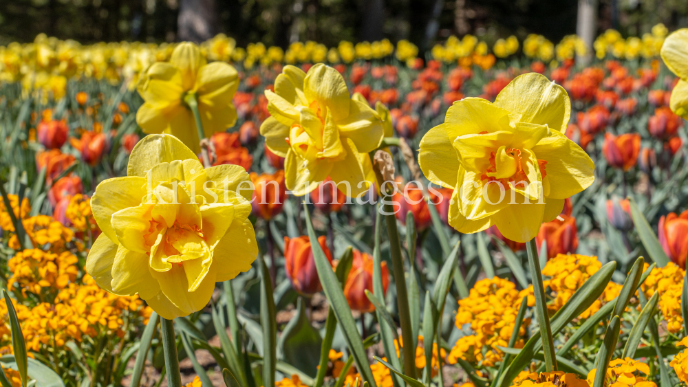 Tulpen / Innsbruck, Tirol, Österreich by kristen-images.com