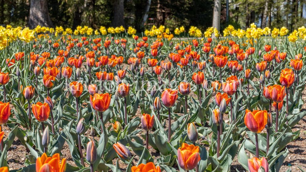 Tulpen / Innsbruck, Tirol, Österreich by kristen-images.com