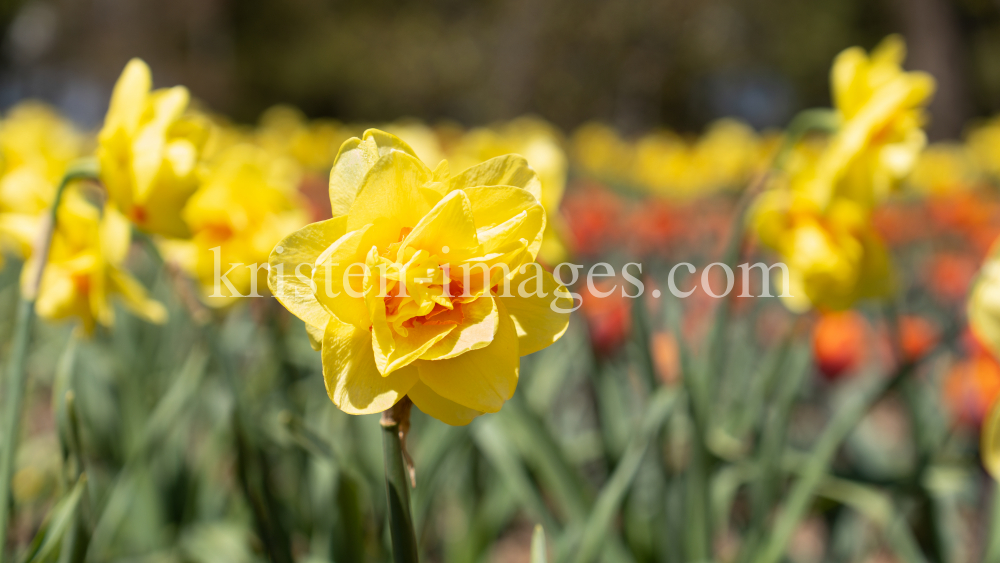 Tulpen / Innsbruck, Tirol, Österreich by kristen-images.com