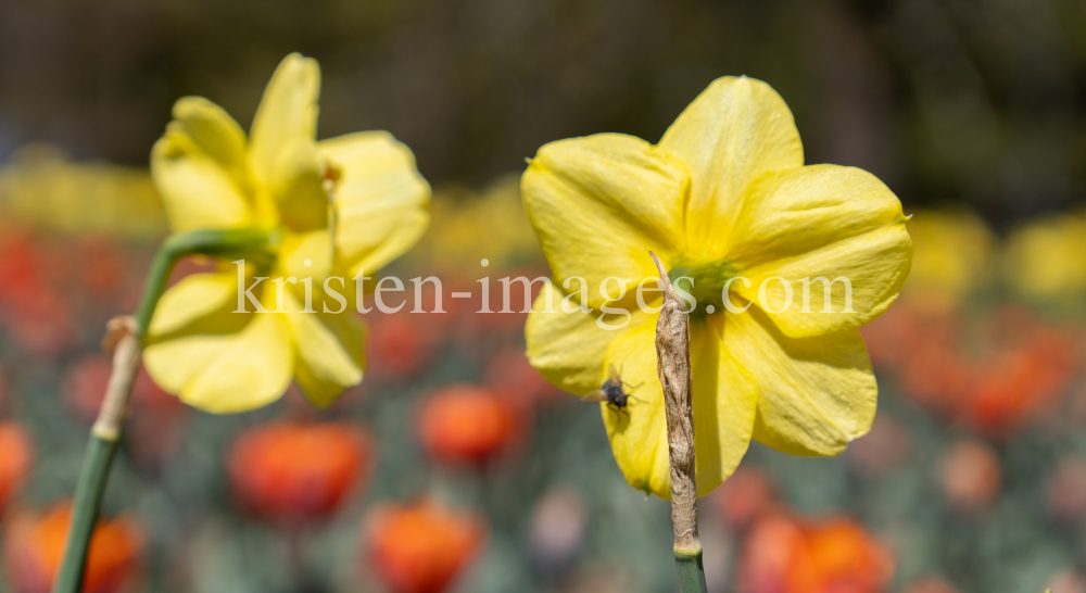 Tulpen / Innsbruck, Tirol, Österreich by kristen-images.com