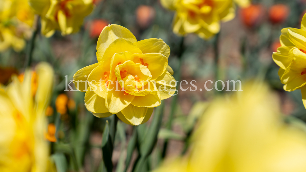 Tulpen / Innsbruck, Tirol, Österreich by kristen-images.com