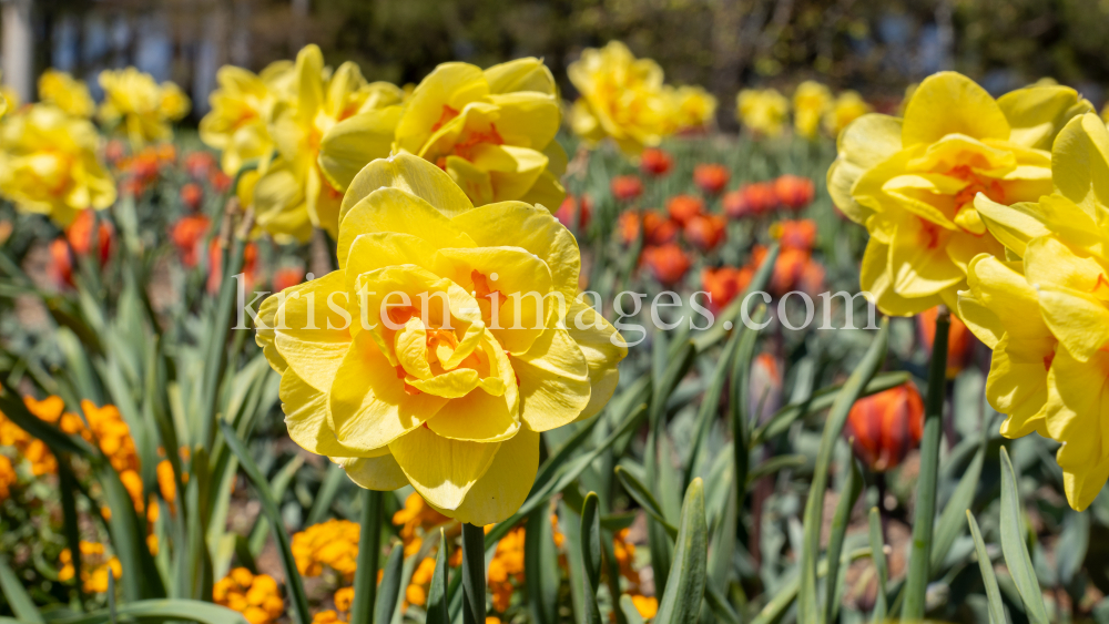 Tulpen / Innsbruck, Tirol, Österreich by kristen-images.com