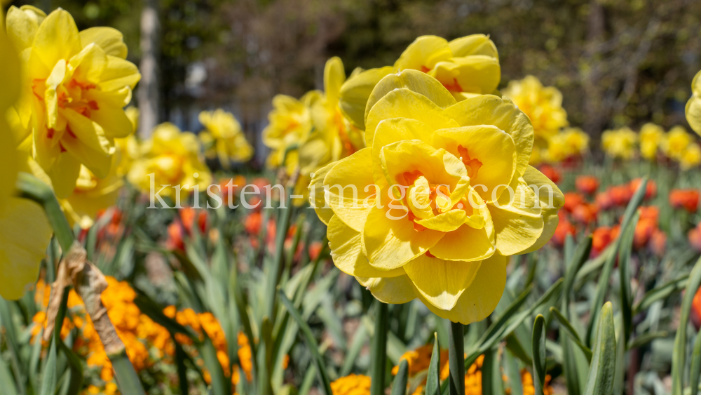 Tulpen / Innsbruck, Tirol, Österreich by kristen-images.com