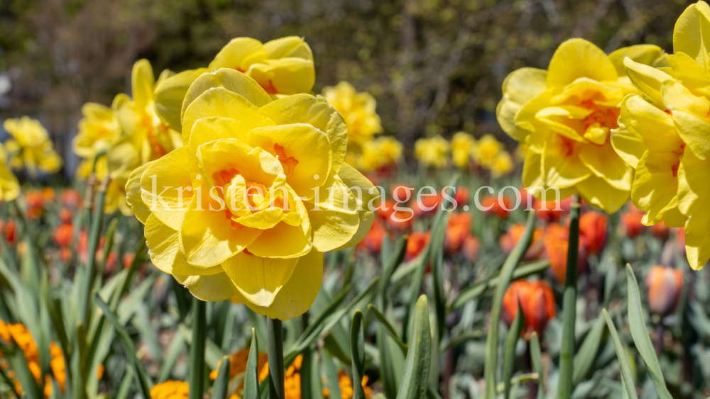 Tulpen / Innsbruck, Tirol, Österreich by kristen-images.com