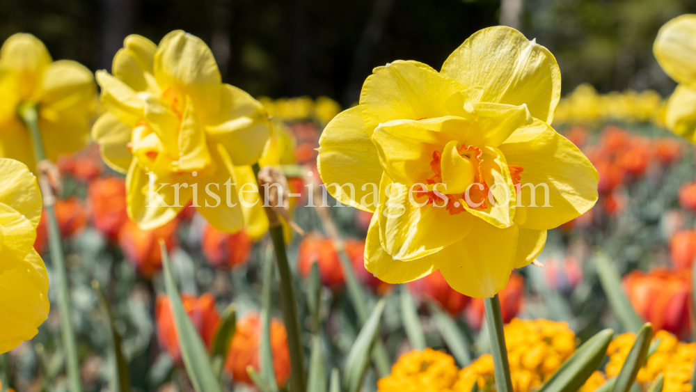 Tulpen / Innsbruck, Tirol, Österreich by kristen-images.com