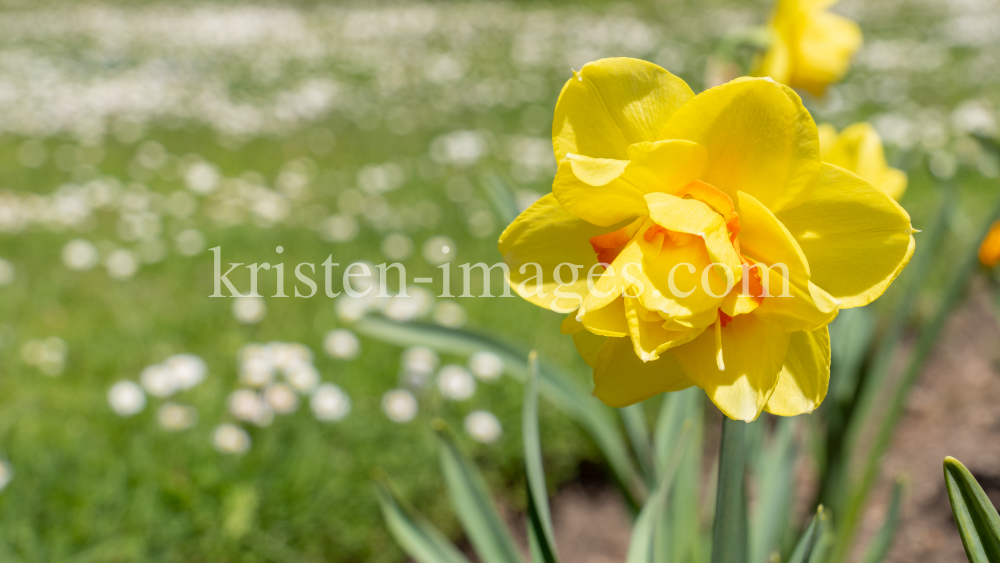 Tulpen / Innsbruck, Tirol, Österreich by kristen-images.com