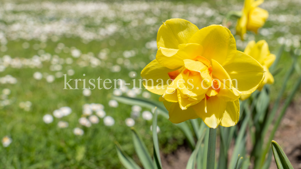 Tulpen / Innsbruck, Tirol, Österreich by kristen-images.com