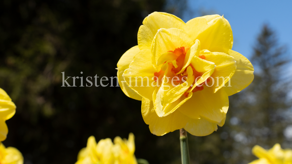 Tulpen / Innsbruck, Tirol, Österreich by kristen-images.com