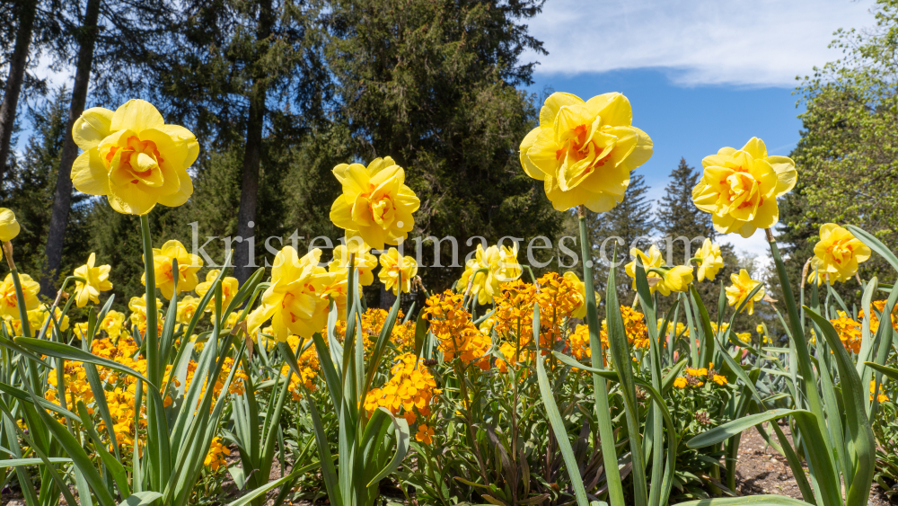 Tulpen / Innsbruck, Tirol, Österreich by kristen-images.com