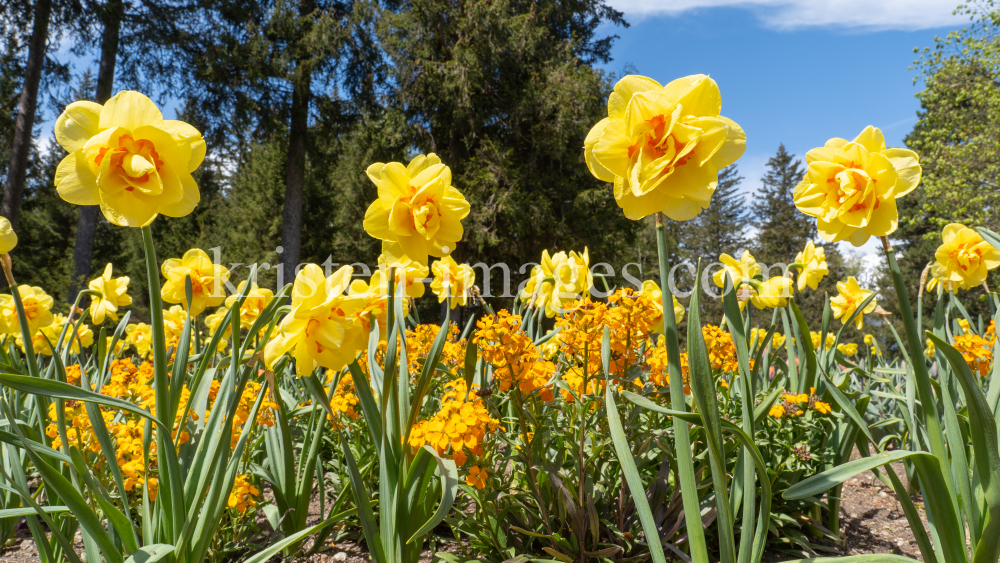 Tulpen / Innsbruck, Tirol, Österreich by kristen-images.com