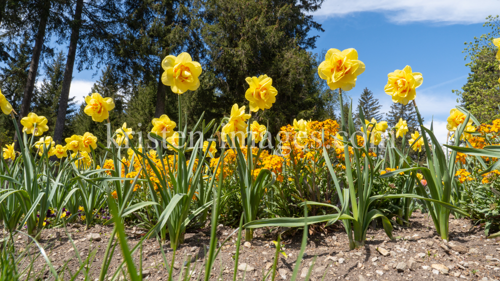 Tulpen / Innsbruck, Tirol, Österreich by kristen-images.com