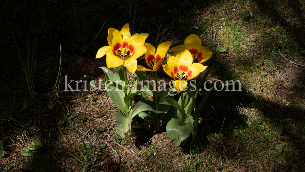 Tulpen / Innsbruck, Tirol, Österreich by kristen-images.com