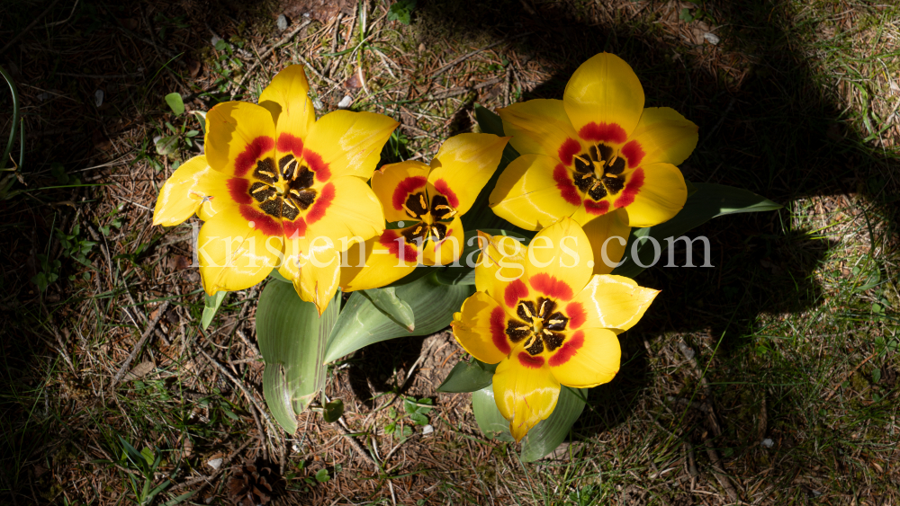 Tulpen / Innsbruck, Tirol, Österreich by kristen-images.com