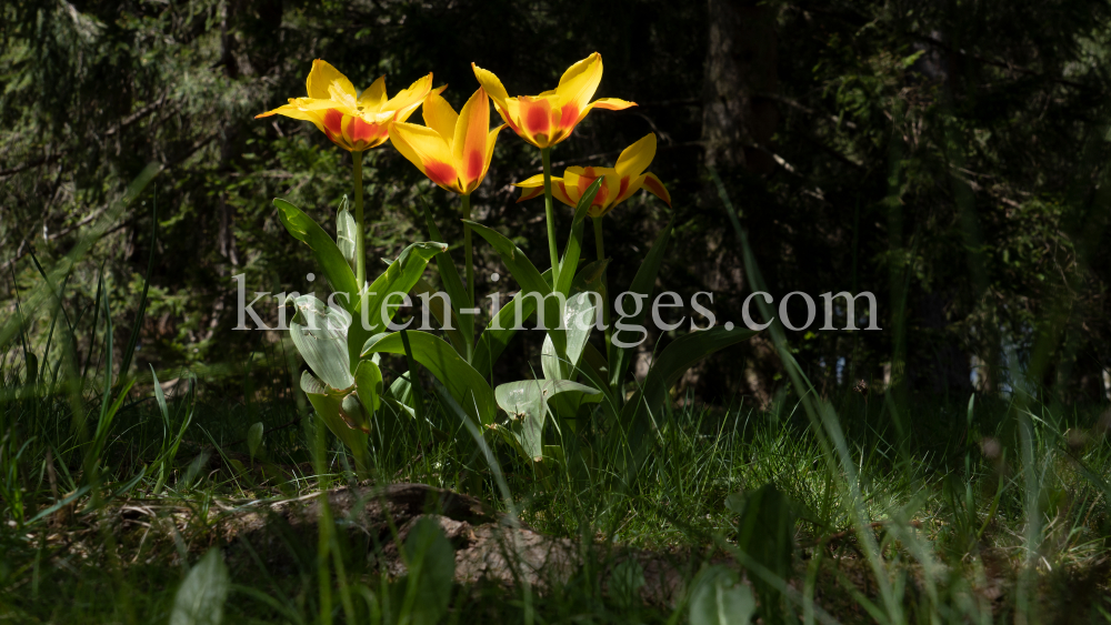 Tulpen / Innsbruck, Tirol, Österreich by kristen-images.com