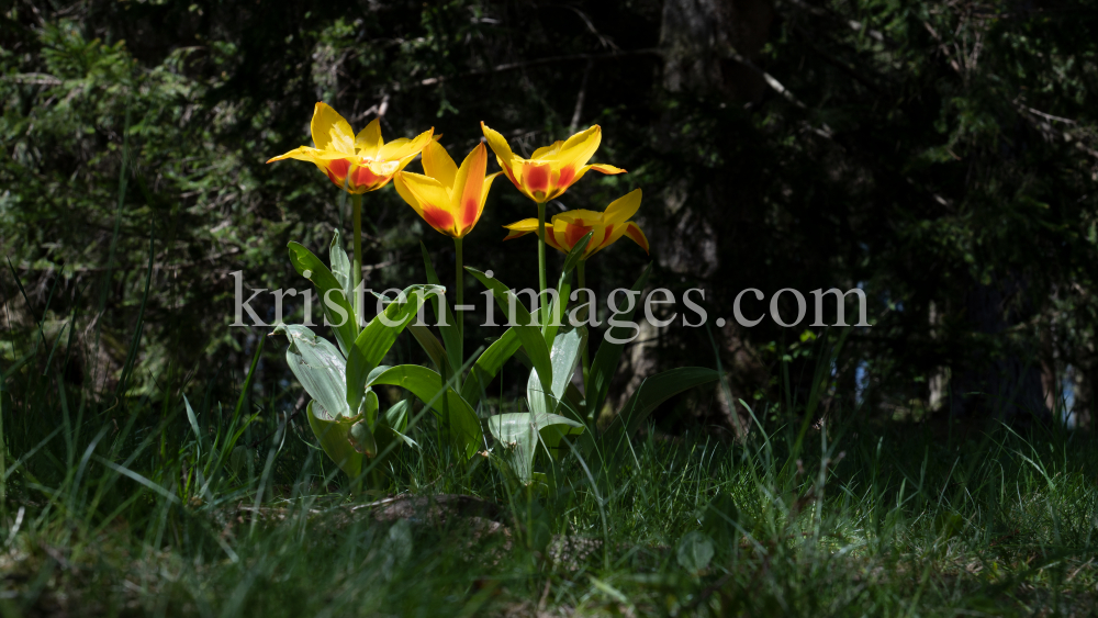 Tulpen / Innsbruck, Tirol, Österreich by kristen-images.com