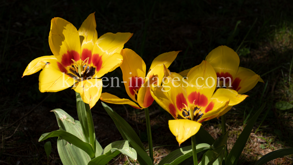 Tulpen / Innsbruck, Tirol, Österreich by kristen-images.com