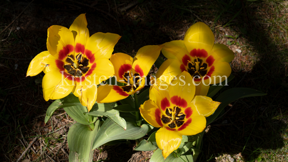 Tulpen / Innsbruck, Tirol, Österreich by kristen-images.com