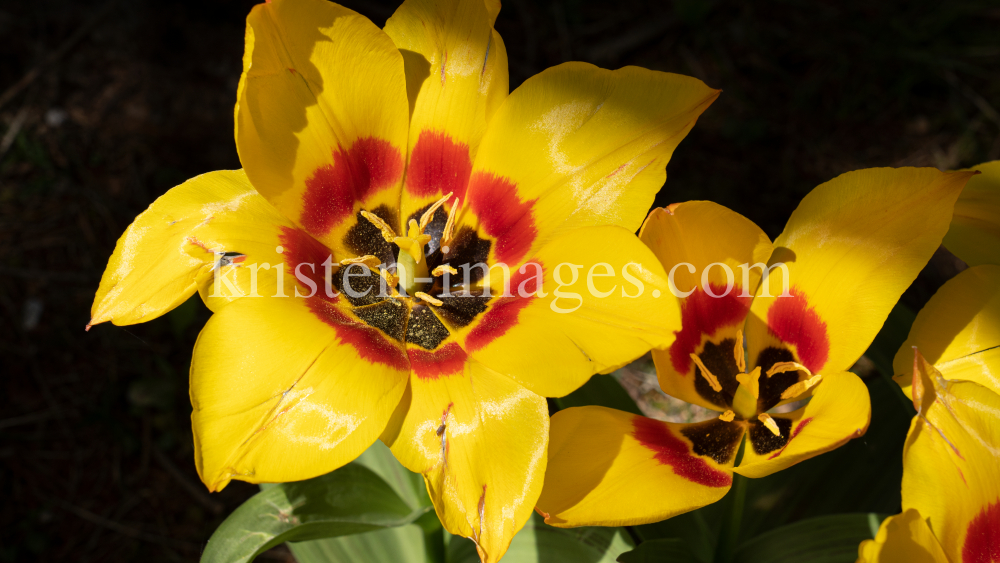 Tulpen / Innsbruck, Tirol, Österreich by kristen-images.com