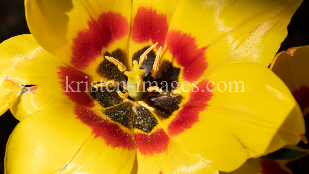 Tulpen / Innsbruck, Tirol, Österreich by kristen-images.com