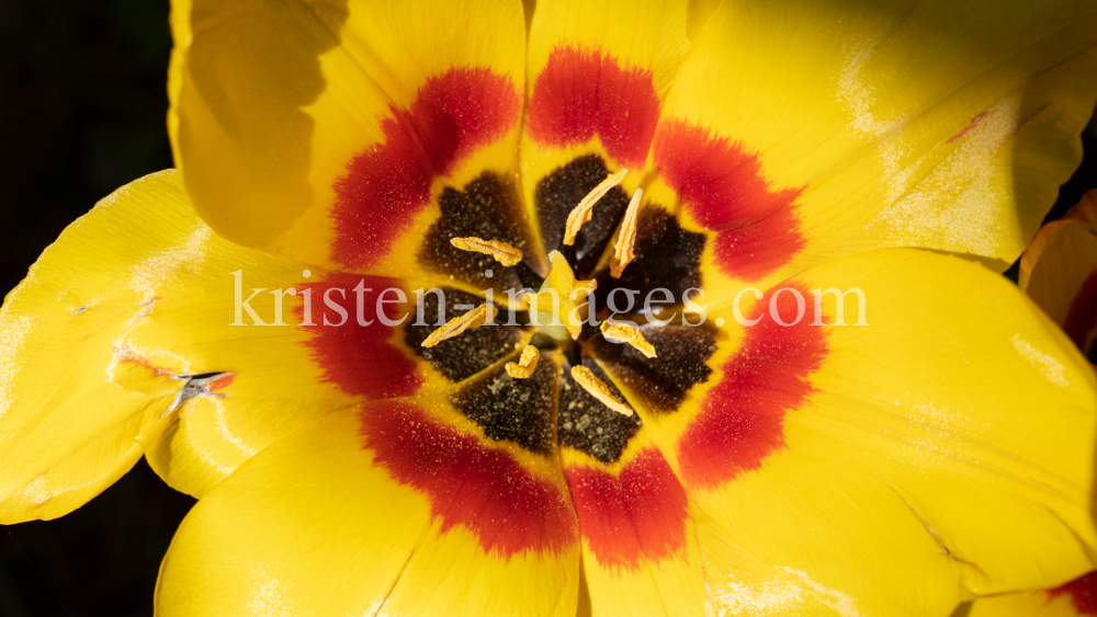 Tulpen / Innsbruck, Tirol, Österreich by kristen-images.com