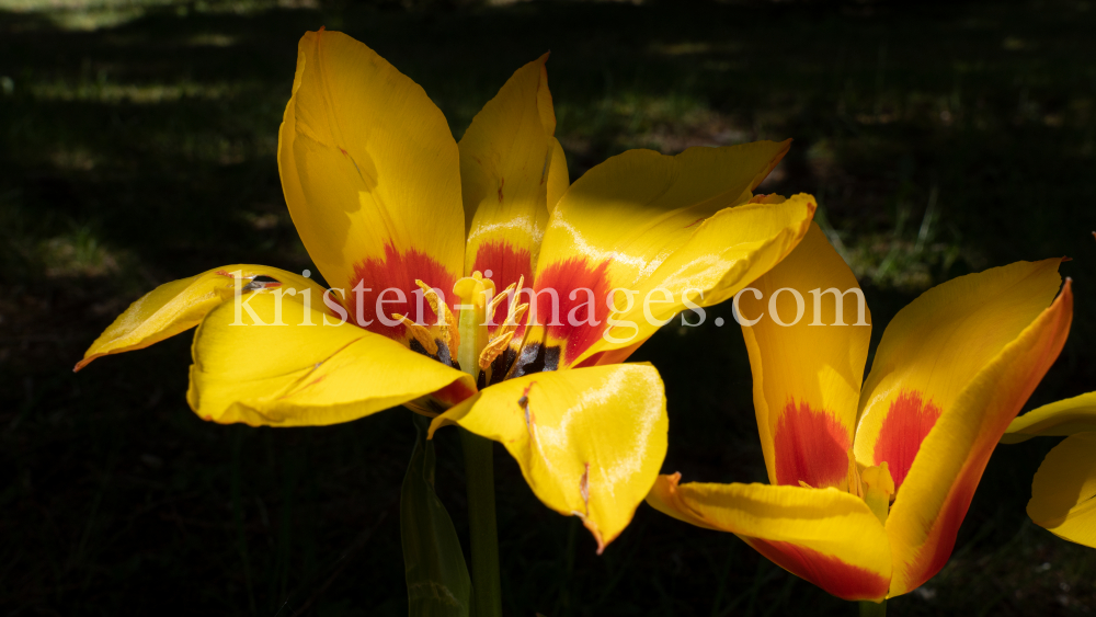 Tulpen / Innsbruck, Tirol, Österreich by kristen-images.com