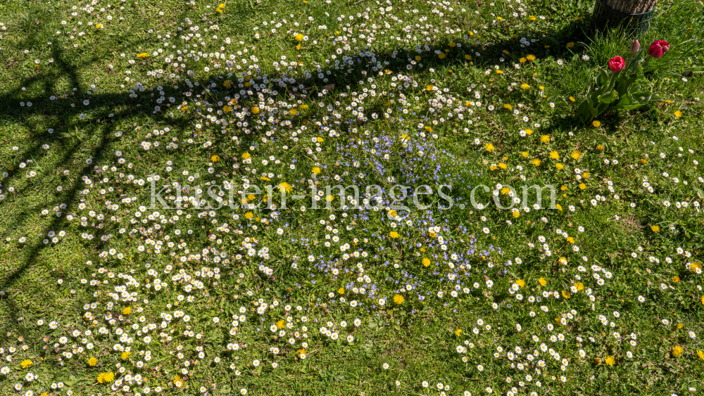 Gänseblümchen / Innsbruck, Tirol, Österreich by kristen-images.com