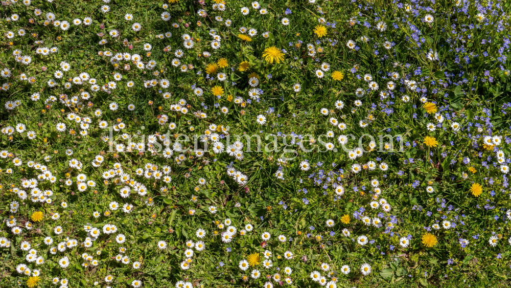 Gänseblümchen / Innsbruck, Tirol, Österreich by kristen-images.com