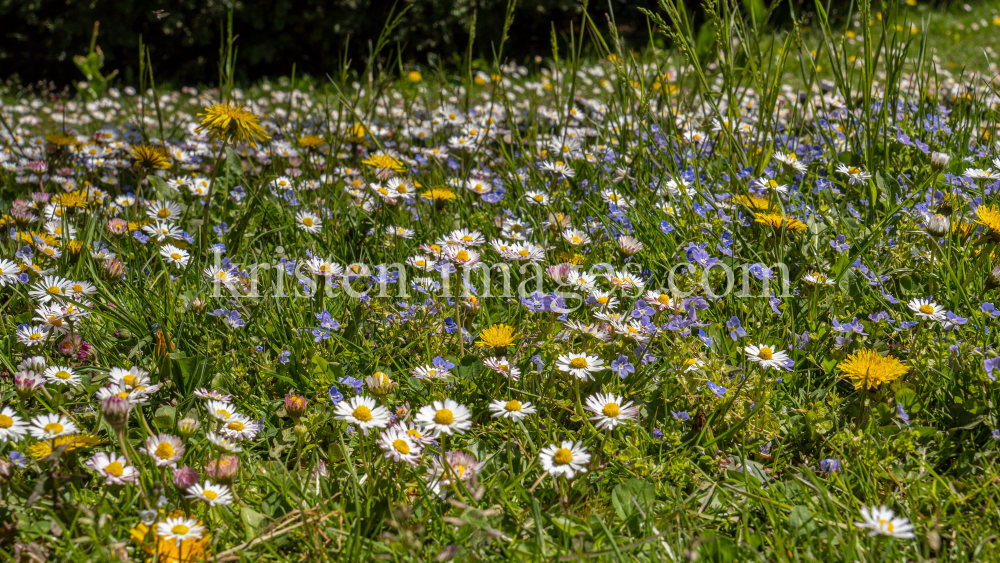 Gänseblümchen / Innsbruck, Tirol, Österreich by kristen-images.com