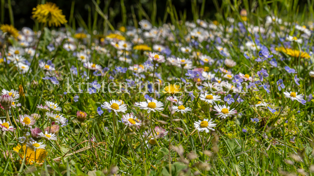 Gänseblümchen / Innsbruck, Tirol, Österreich by kristen-images.com