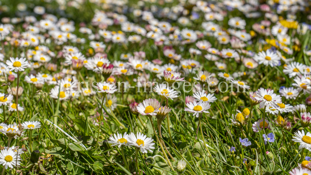 Gänseblümchen / Innsbruck, Tirol, Österreich by kristen-images.com